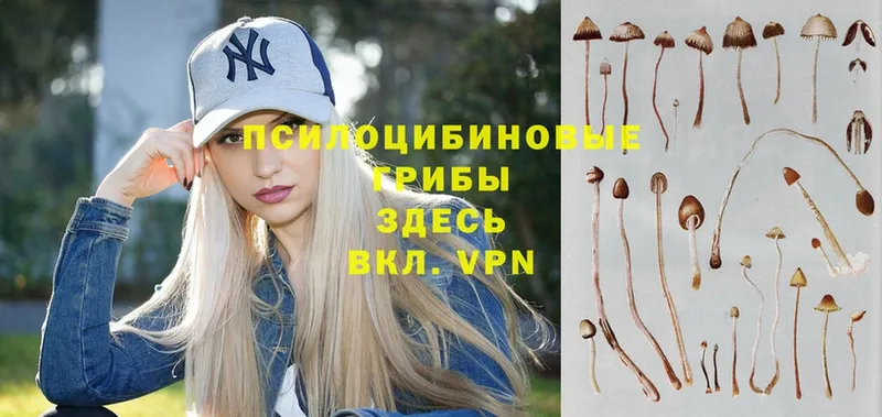 Псилоцибиновые грибы Magic Shrooms  как найти наркотики  Курганинск 